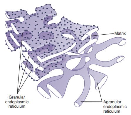 Cấu trúc của mạng lưới nội chất