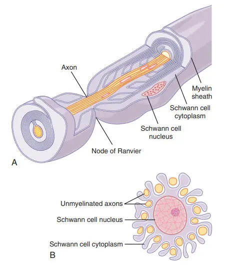 Chức năng của tế bào Schwann để cách ly các sợi thần kinh