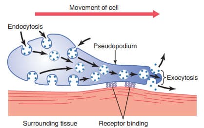 Chuyển động của ameboid bởi một tế bào