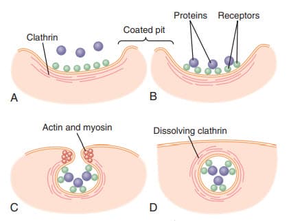 Cơ chế của pinocytosis