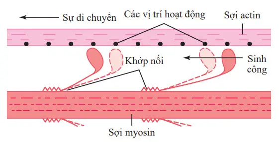 Cơ chế “đi bộ dọc” cho sự co bóp của cơ