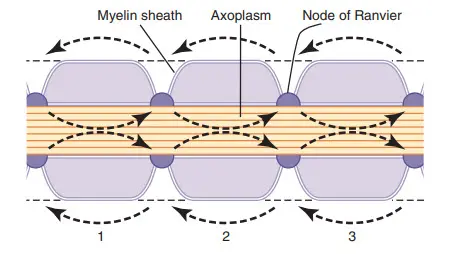 Dẫn truyền muối dọc theo sợi trục có bao myelin