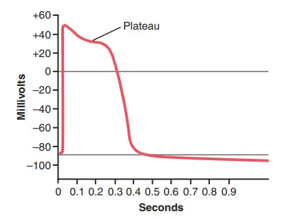 Điện thế hoạt động (tính bằng millivolts) từ sợi Purkinje của tim, dạng cao nguyên