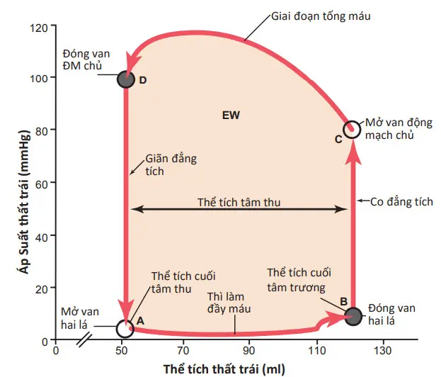 Đồ thị thể tích - áp suất chúng minh sự thay đổi về thể tích và áp suất