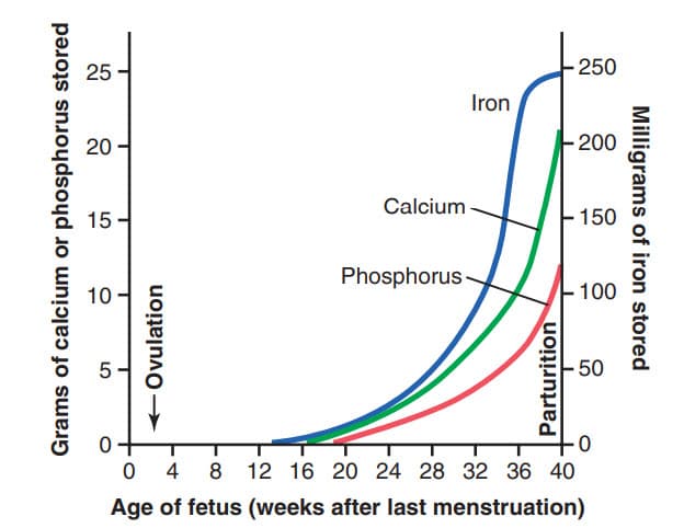 Dự trữ sắt, canxi và phốt pho ở thai nhi tại giai đoạn khác nhau của thai kỳ.