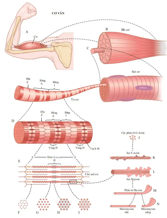 Giải phẫu sinh lý sợi cơ vân