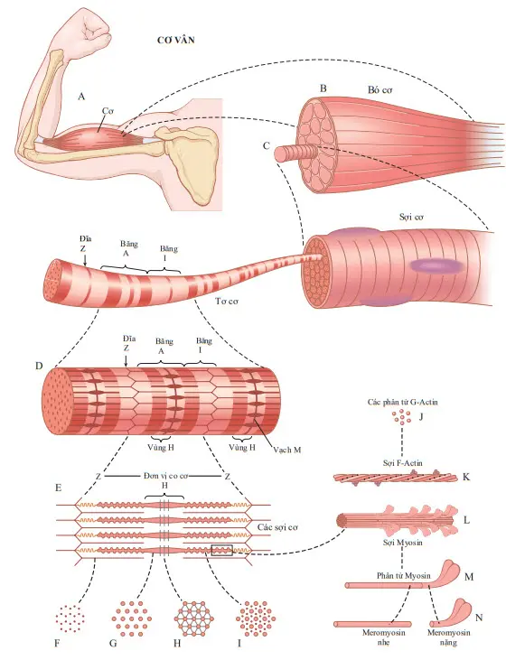 Tổ chức của cơ vân