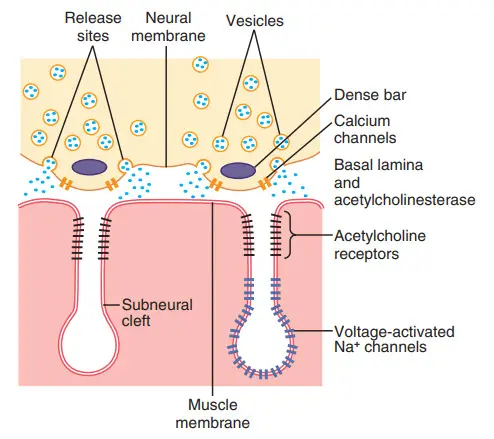 Giải phóng acetylcholine từ các túi synap