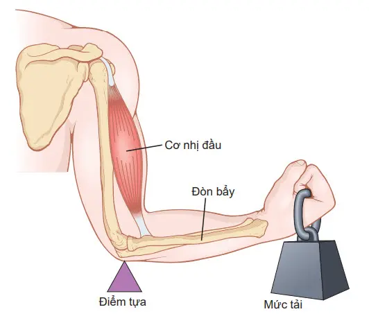 Hệ thống đòn bẩy kích hoạt bởi cơ nhị đầu