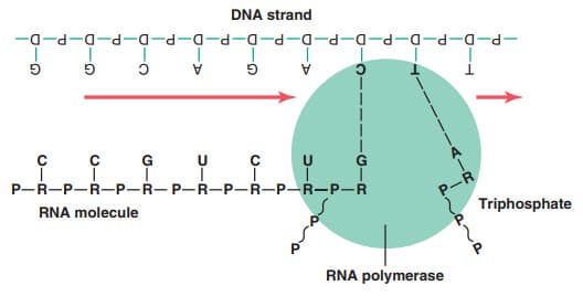 Kết hợp các nucleotide ribose với một chuỗi DNA