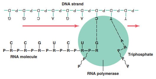 Kết hợp các nucleotide ribose với một chuỗi DNA
