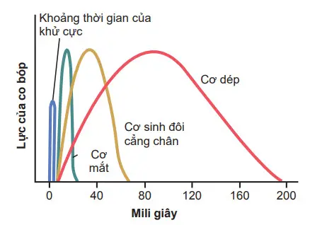 Khoảng thời gian của co bóp đẳng trường đối với các loại khác nhau của các cơ vân