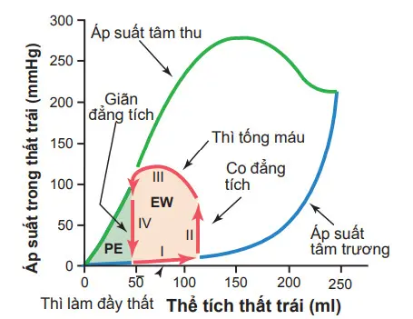 Liên quan giữa thể tích thất trái và áp suất trong thất trái