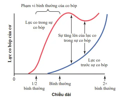 Mối quan hệ của chiều dài cơ tới lực co bóp