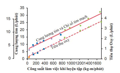 Mối quan hệ giữa lưu lượng tim và công suất làm việc