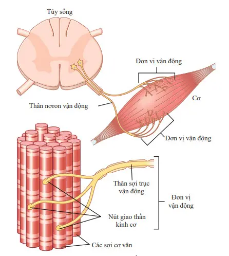 Một đơn vị vận động bao gồm một nơron vận động