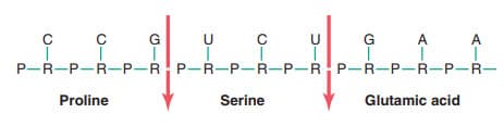 Một phần của phân tử RNA hiển thị ba loại mã RNA