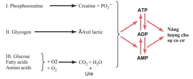Những hệ thống chuyển hóa quan trọng cung cấp năng lượng cho sự co cơ