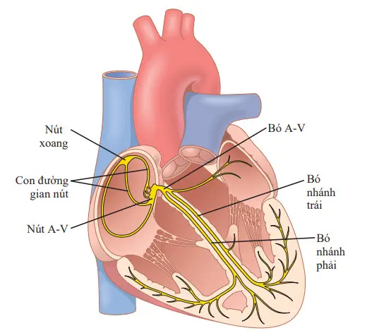 Nút xoang và hệ thống Purkinje của tim