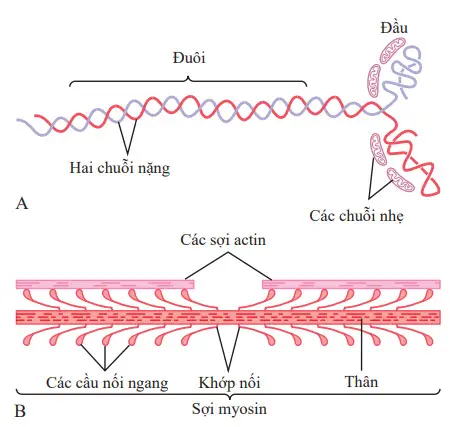 Phân tử myosi