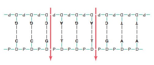 Sắp xếp các nucleotide deoxyribose trong một chuỗi kép DNA