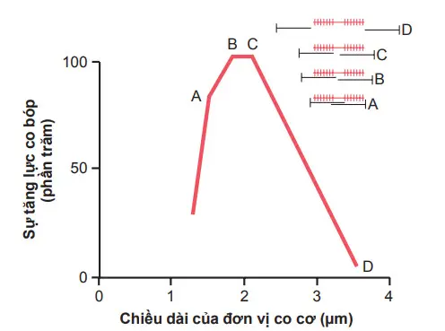 Sơ đồ kéo dài - lực co bóp đầy đủ