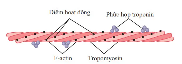 Sợi Actin