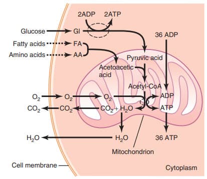 Sự hình thành của adenosine triphosphate (ATP)