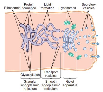 Sự hình thành của protein, lipid
