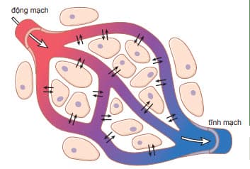 Sự khuếch tán chất lỏng và hòa tan các thành phần qua thành mao mạch và khoảng gian bào