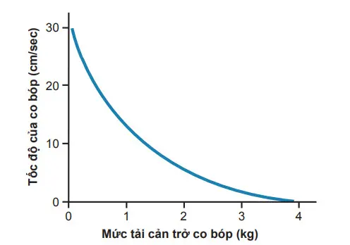 Sự liên quan của mức tải đến tốc độ của co bóp trong một cơ vân