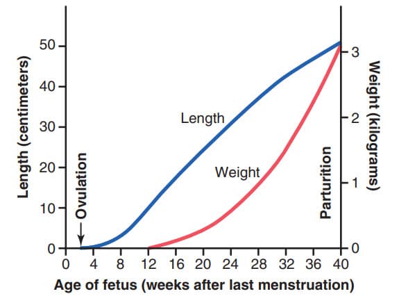 Sự tăng trưởng của thai nhi.