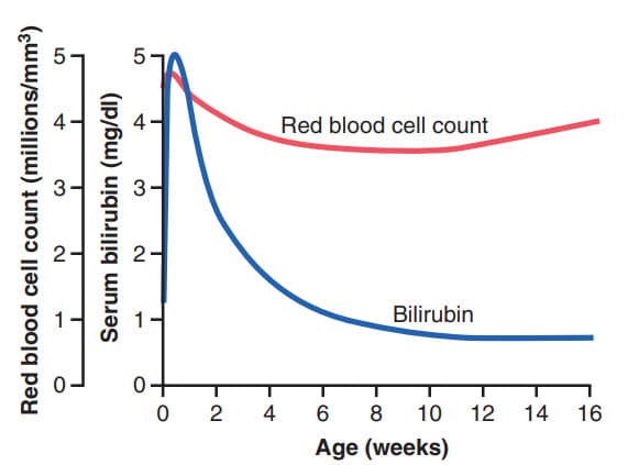 Sự thay đổi số lượng hồng cầu và nồng độ bilirubin trong huyết thanh