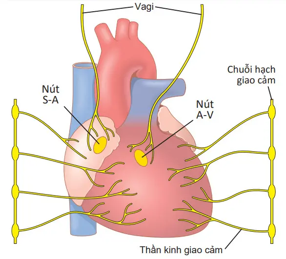 Thần kinh giao cảm và phó giao cảm của tim