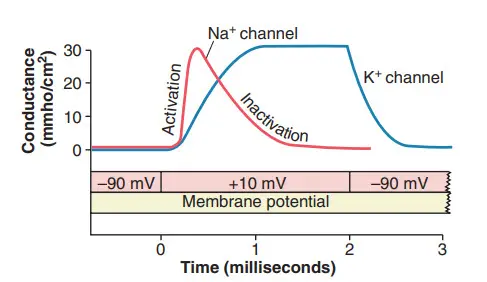 Những thay đổi điển hình về độ dẫn của các kênh ion natri và kali