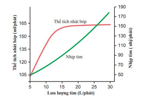 Thể tích nhát bóp xấp xỉ và nhịp tim tại những mức khác nhau của lưu lượng tim ở vận động viên marathon