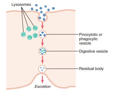 Tiêu hóa các chất trong pinocytotic