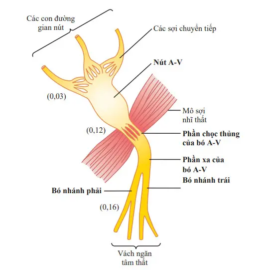 Tổ chức của nút nhĩ thất (A-V)