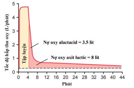 Tốc độ hấp thu oxy tại phổi khi tập luyện tối đa