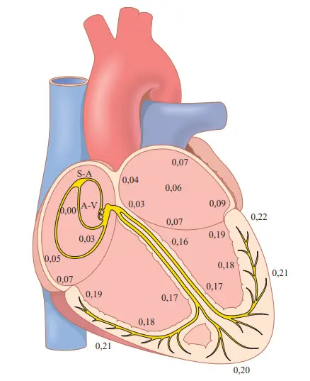 Truyền tải của xung động tim qua tim