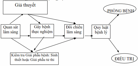 Sơ đồ nghiên cứu trong sinh lý bệnh