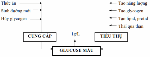 Cân bằng giữa cung cấp và tiêu thụ glucose