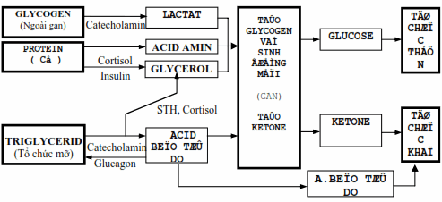 Các đường chuyển hoá của glucose