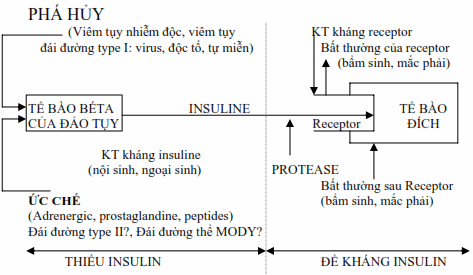 Bệnh nguyên-bệnh sinh của các thể đái đường.