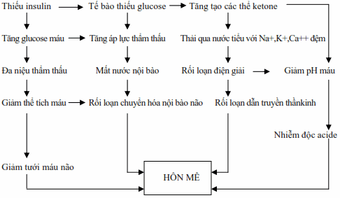 Cơ chế bệnh sinh của triệu chứng hôn mê trong đái đường.