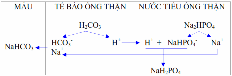 Thận thải H+ dưới dạng axit chuẩn độ.