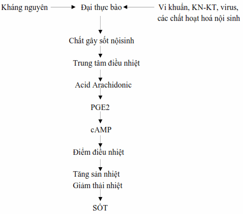 Sơ đồ cơ chế phát sinh cơn sốt của Rosendoff