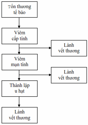 Sơ đồ diễn tiến của quá trình viêm.