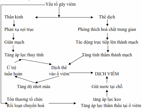 Cơ chế hình thành dịch viêm