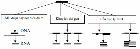 Biến đổi ung thư